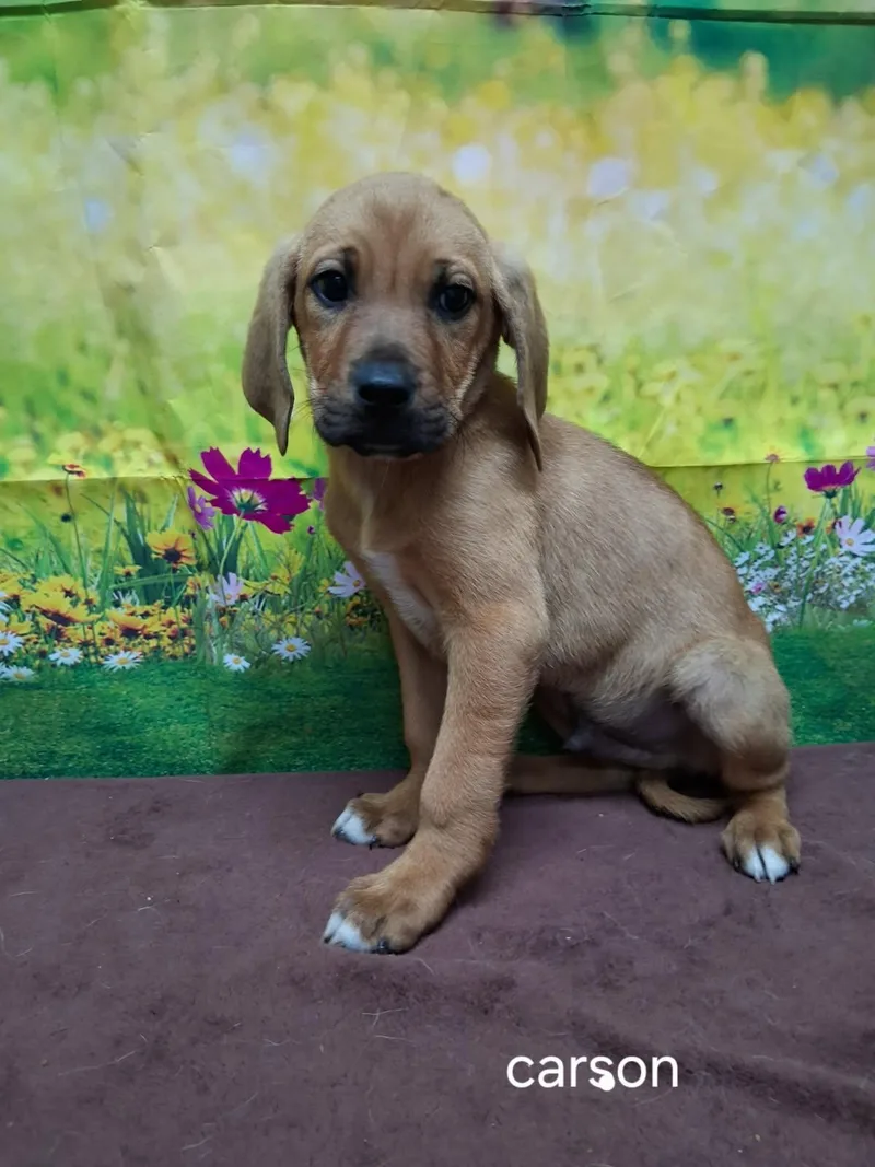 A baby medium-sized male Brown / Chocolate Labrador Retriever dog named Carson for adoption in Urbana, OH