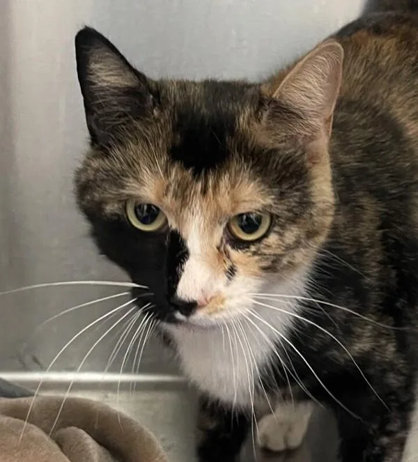 Tortie