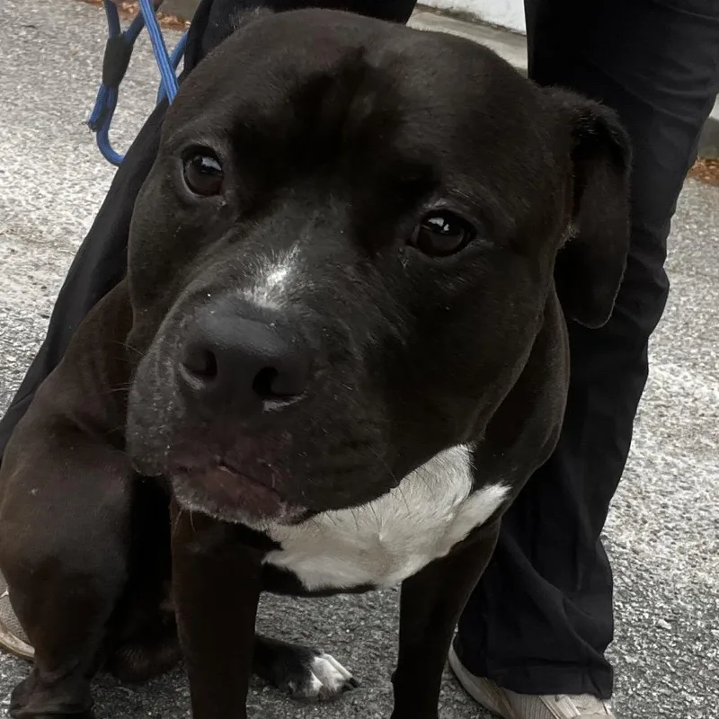 An adult medium-sized male Black Mixed Breed dog named Zayden for adoption in Summerville, SC