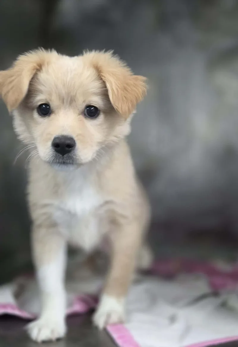 A baby small-sized male Mixed Breed dog named Step Squad for adoption in Othello, WA