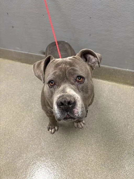 An adult large-sized male Pit Bull Terrier dog named Pico for adoption in Las Vegas, NV