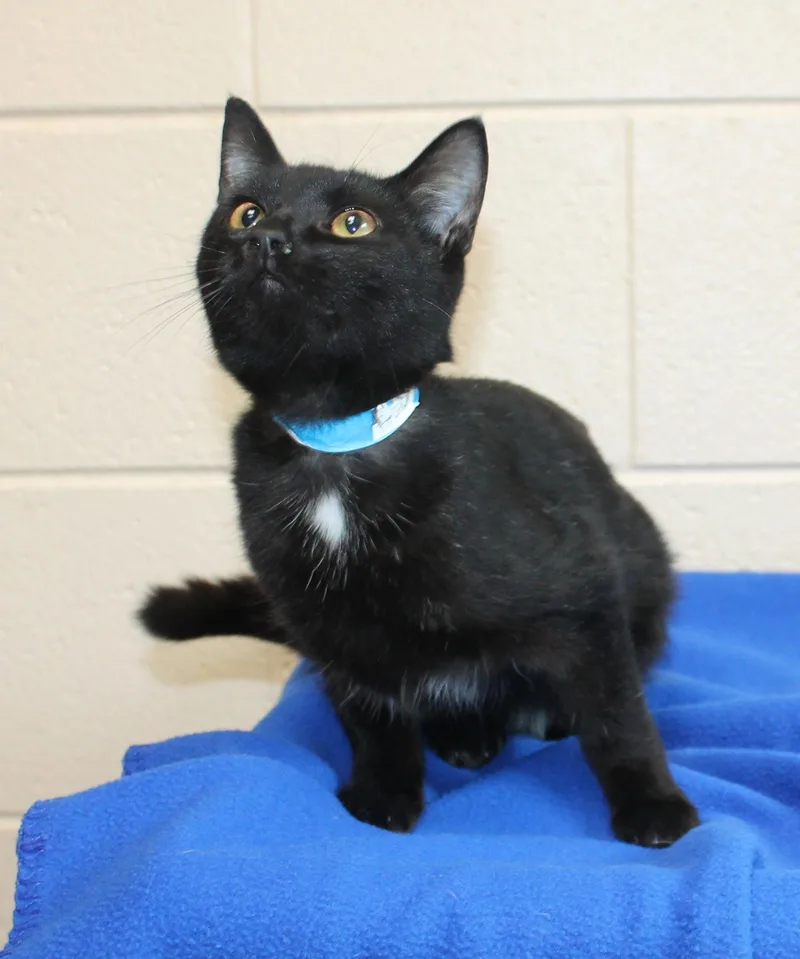 A baby medium-sized male Domestic Short Hair cat named Bonzo for adoption in Prattville, AL
