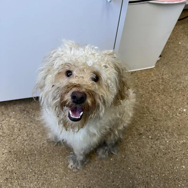A young small-sized male White / Cream Mixed Breed dog named Stanley for adoption in Skokie, IL