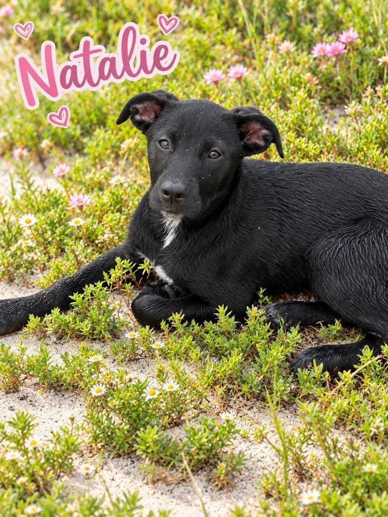 A baby small-sized female Labrador Retriever dog named Natalie for adoption in Panama City, FL