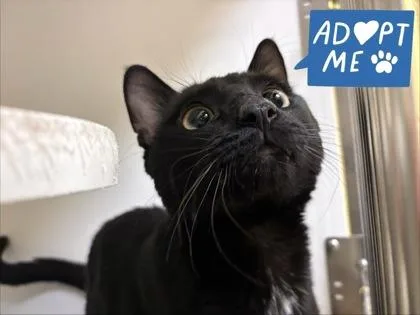 An adult medium-sized male Domestic Short Hair cat named Hoss for adoption in Lowell, MA