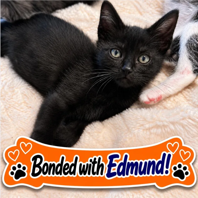 A baby small-sized female Black Domestic Short Hair cat named Susan for adoption in Pleasant Hill, CA