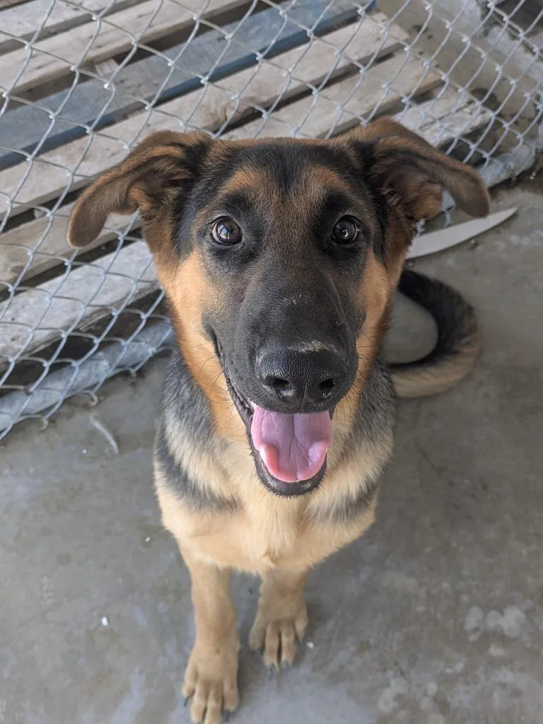 A young large-sized male German Shepherd Dog dog named Budweiser for adoption in Brownwood, TX
