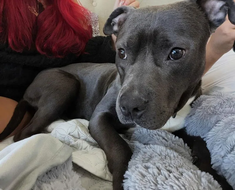 A baby medium-sized male Pit Bull Terrier dog named Crayon for adoption in Bowie, MD