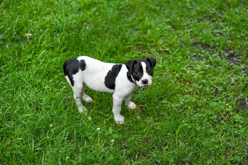 A baby medium-sized male Black Mixed Breed dog named Elderberry for adoption in BONIFAY, FL
