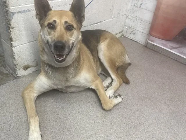 A young large-sized female German Shepherd Dog dog named Roxxy for adoption in San Bernardino, CA