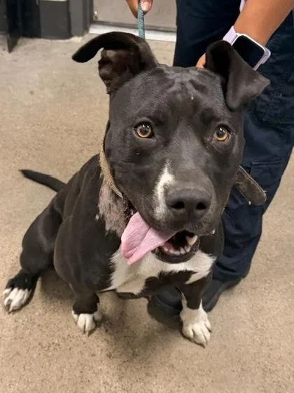 A young large-sized female Black Pit Bull Terrier dog named Vivian for adoption in Cleveland, OH