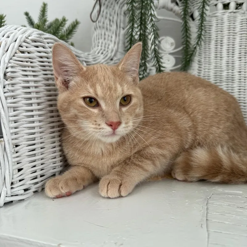 A baby small-sized male Buff / Tan / Fawn Domestic Short Hair cat named Puffin EL for adoption in Eaton Rapids, MI