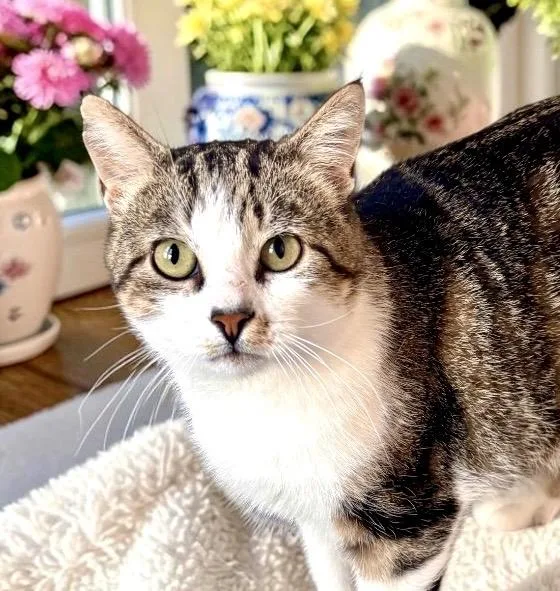 Vincent  Polydactyl