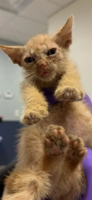 A baby small-sized male Domestic Short Hair cat named Goldie for adoption in Miami, FL