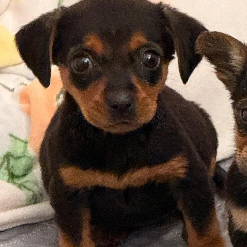 A baby small-sized female Black Mixed Breed dog named Matilda for adoption in Southside, TN