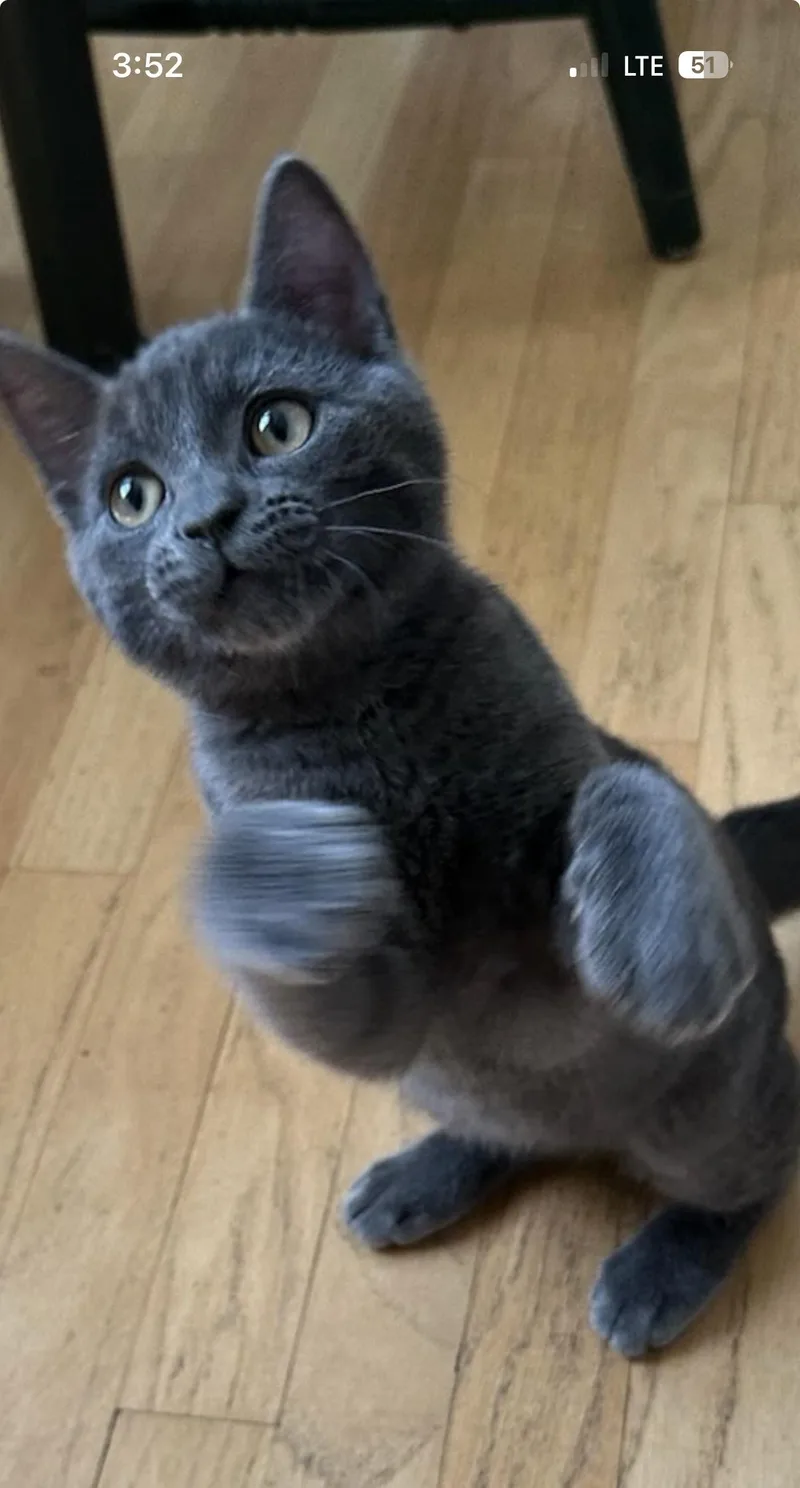 A baby medium-sized male Gray / Blue / Silver Domestic Short Hair cat named Smokey Alot Of Personality! for adoption in Old Bridge, NJ