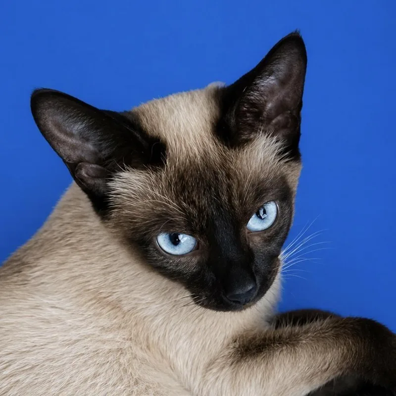 A young small-sized female Buff / Tan / Fawn Siamese cat named Dorothy for adoption in Escondido, CA