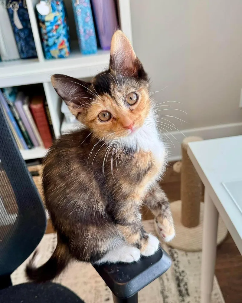 A baby medium-sized female Calico Domestic Short Hair cat named Eloise for adoption in Collierville, TN