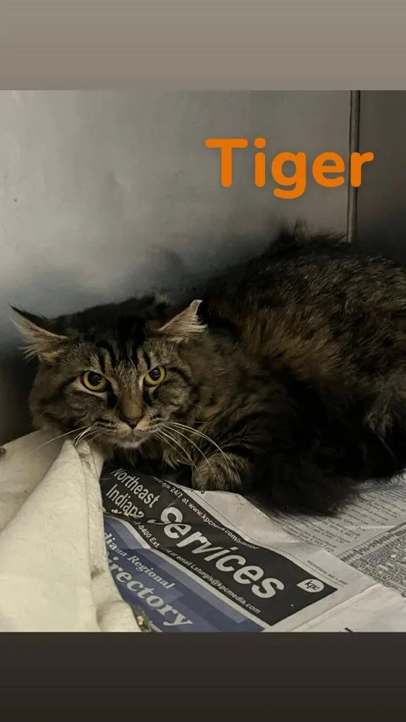 A young medium-sized male Domestic Short Hair cat named Tiger for adoption in Kendallville, IN