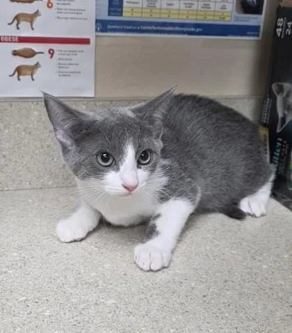 A young small-sized female Domestic Short Hair cat named Bikini for adoption in Phoenix, AZ