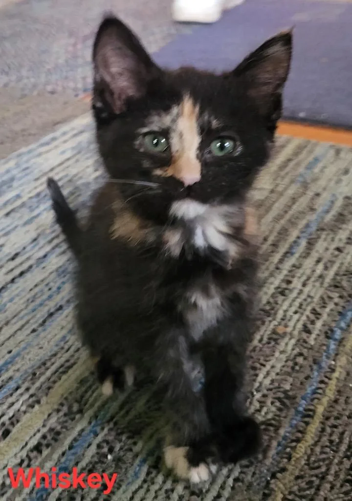 A baby small-sized female Domestic Short Hair cat named Whiskey for adoption in Newaygo, MI
