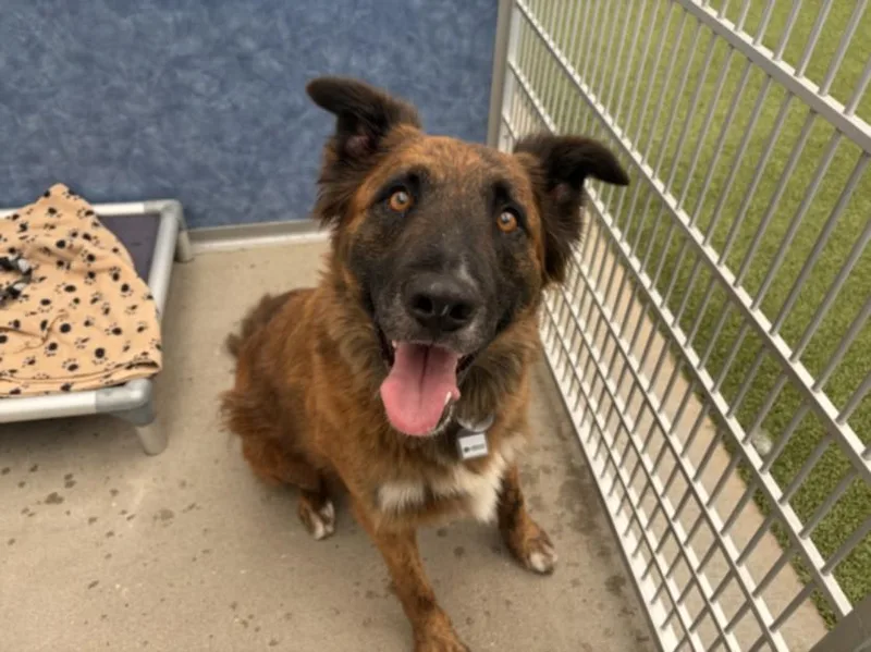 An adult medium-sized male German Shepherd Dog dog named Atlas for adoption in Loveland, CO