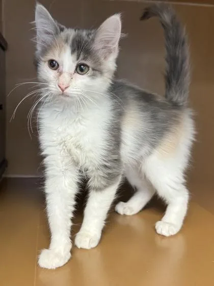 A baby small-sized female Domestic Long Hair cat named Buffy $ for adoption in Seneca, SC