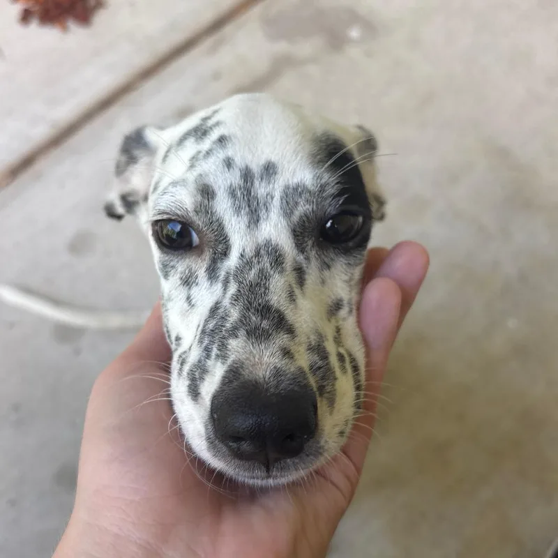 A baby small-sized female Mixed Breed dog named Phoebe for adoption in Lake Jackson, TX