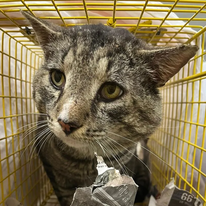 An adult small-sized male Brown / Chocolate Domestic Short Hair cat named Lyle for adoption in Woodbury, NJ