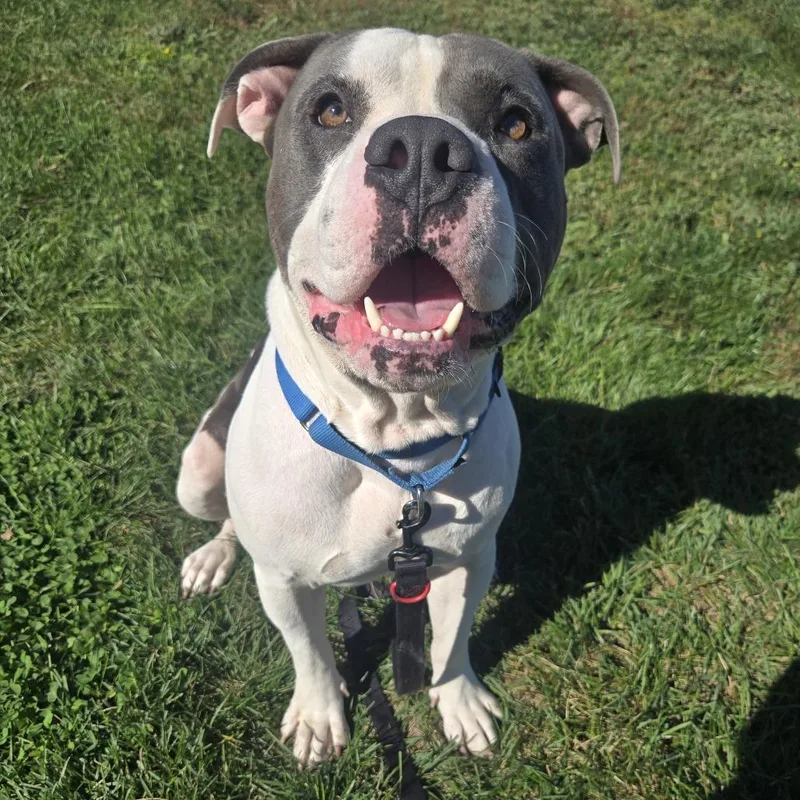 An adult large-sized male White / Cream Pit Bull Terrier dog named Miko for adoption in Champaign, IL
