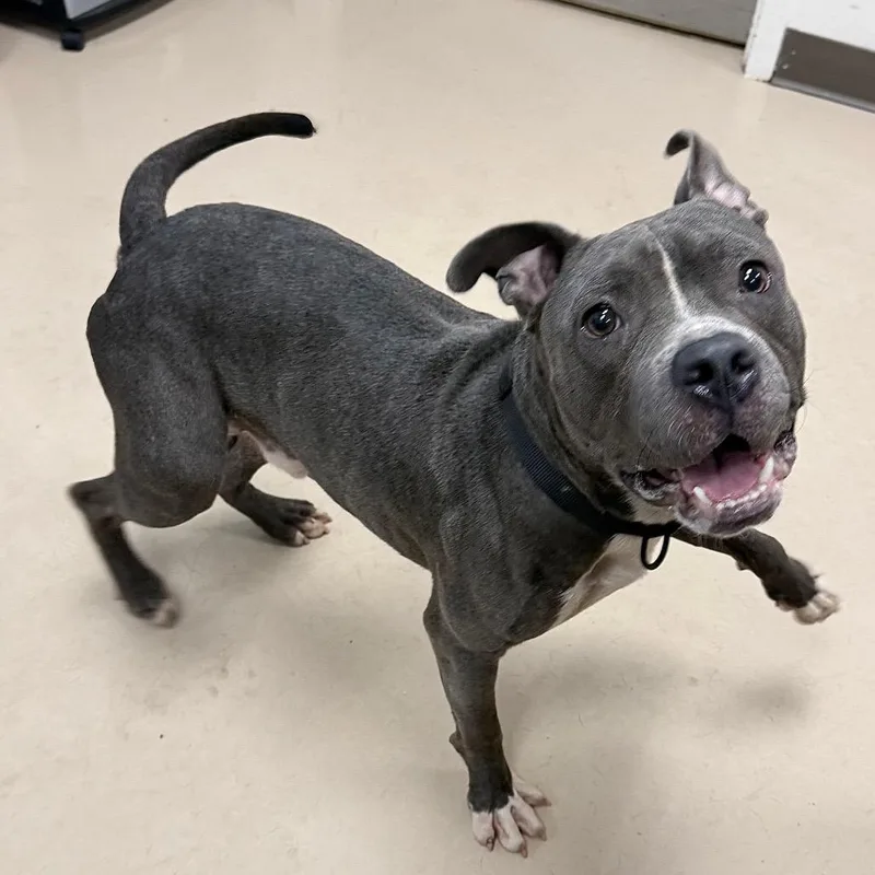 An adult medium-sized male Gray / Blue / Silver Pit Bull Terrier dog named Bullseye for adoption in Pine Bluff, AR