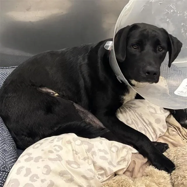 A young medium-sized female Labrador Retriever dog named Rockette for adoption in Ontario, CA