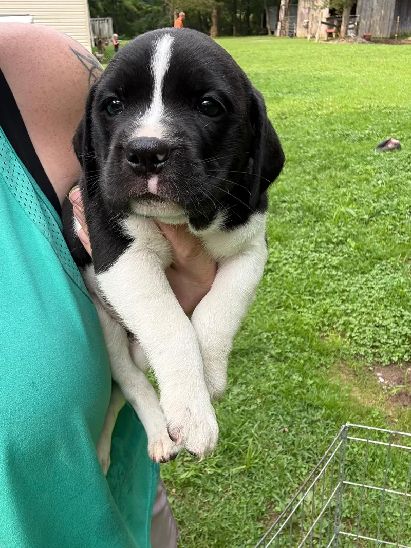 Winston