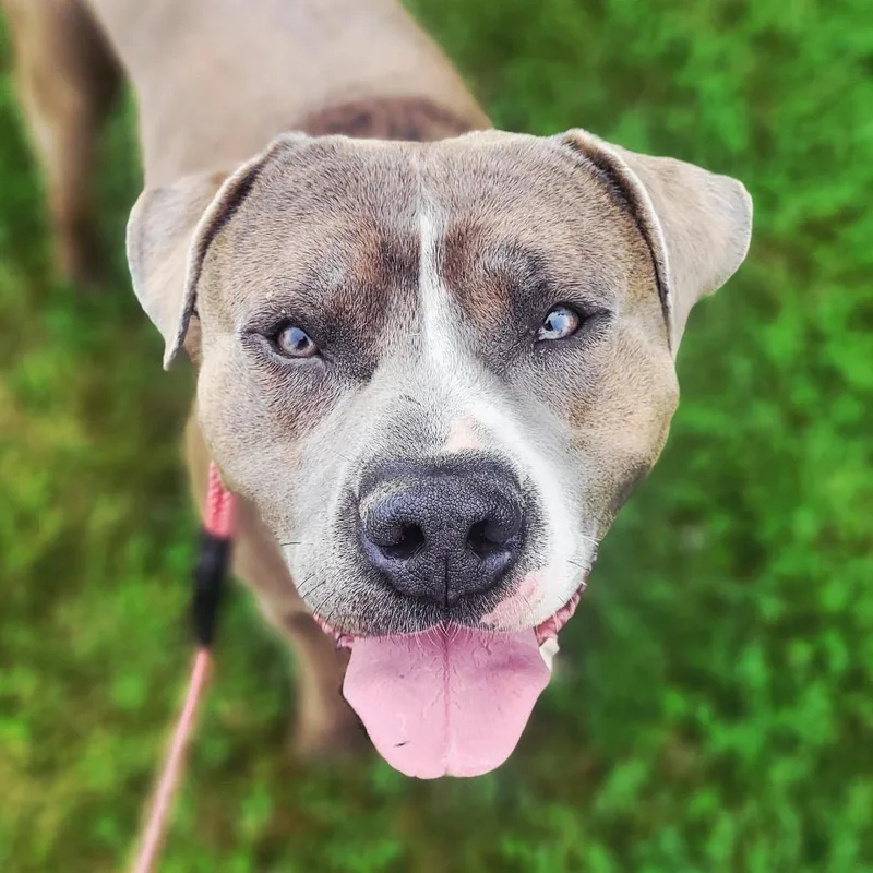 Howden Biggie Pumpkin