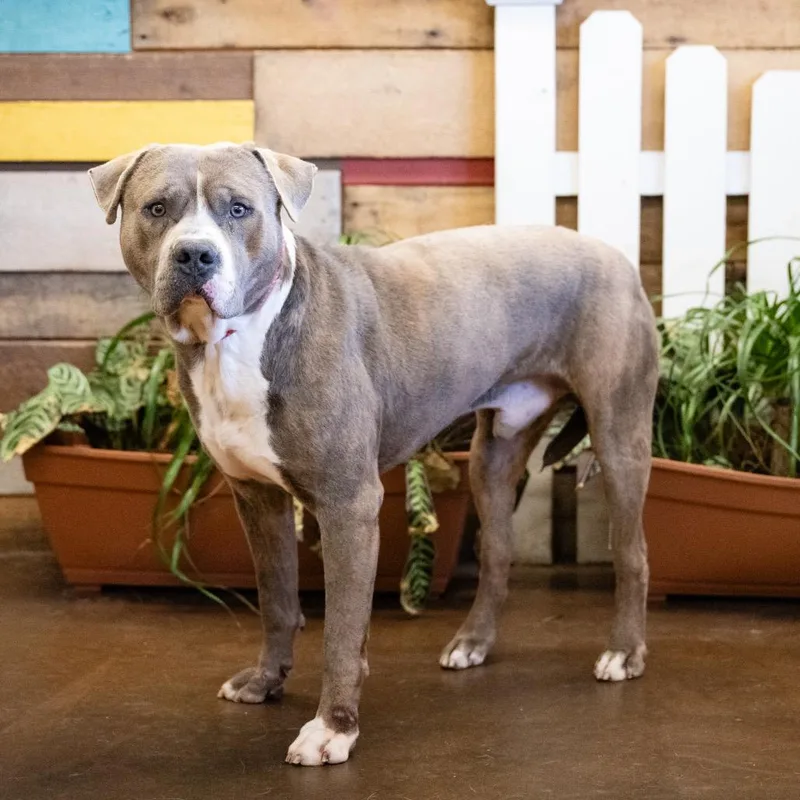 Howden Biggie Pumpkin thumbnail 2