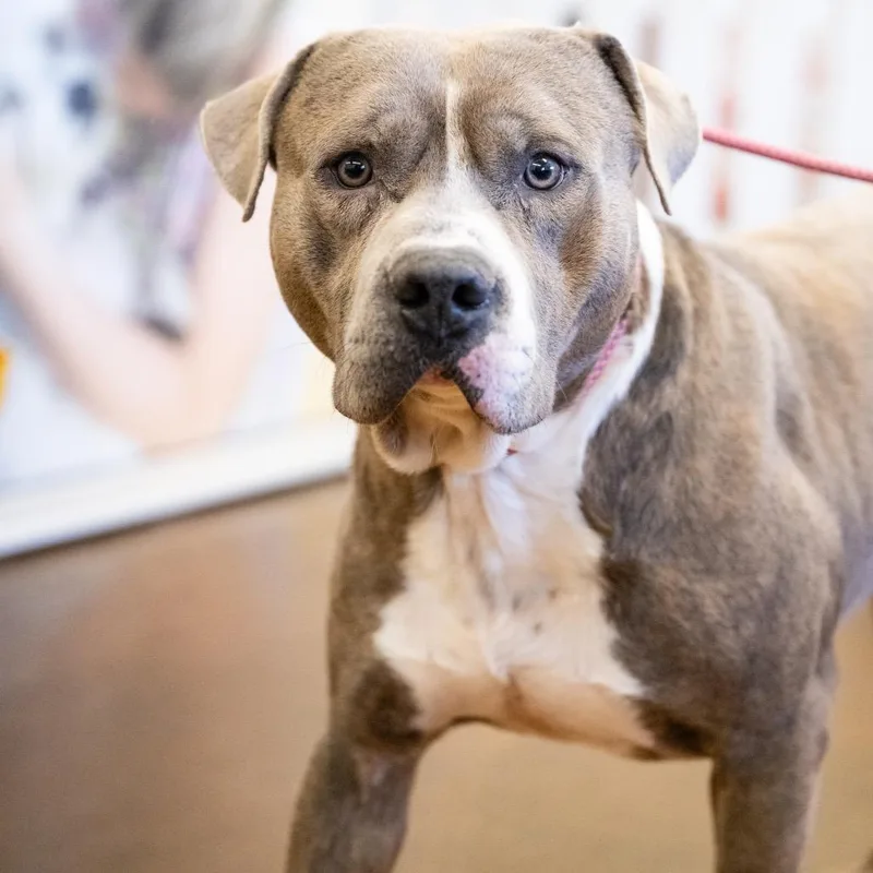 Howden Biggie Pumpkin thumbnail 3