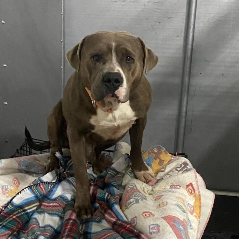 Howden Biggie Pumpkin thumbnail 4