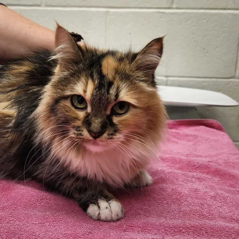A young medium-sized female Domestic Long Hair cat named Sweetie for adoption in Murray, UT