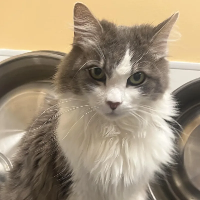 A senior medium-sized female White Domestic Long Hair cat named FWT Molly for adoption in Midland, TX