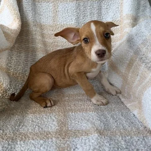 A baby small-sized female Yellow / Tan / Blond / Fawn Terrier dog named Little Women for adoption in Carencro, LA