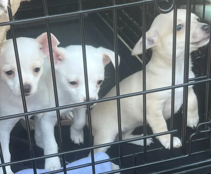 Tiny chi puppies