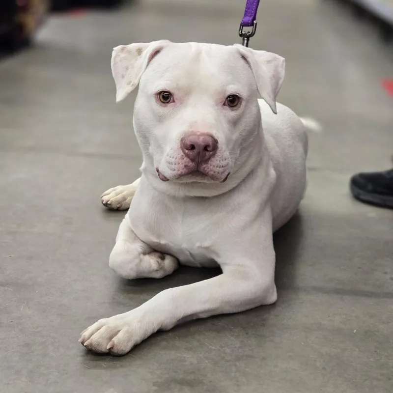 A young large-sized male White / Cream Pit Bull Terrier dog named Kyro for adoption in Grafton, OH
