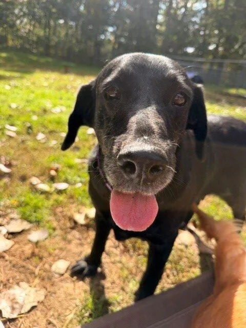 A senior large-sized female Black Labrador Retriever dog named Harper for adoption in Hudson, MA