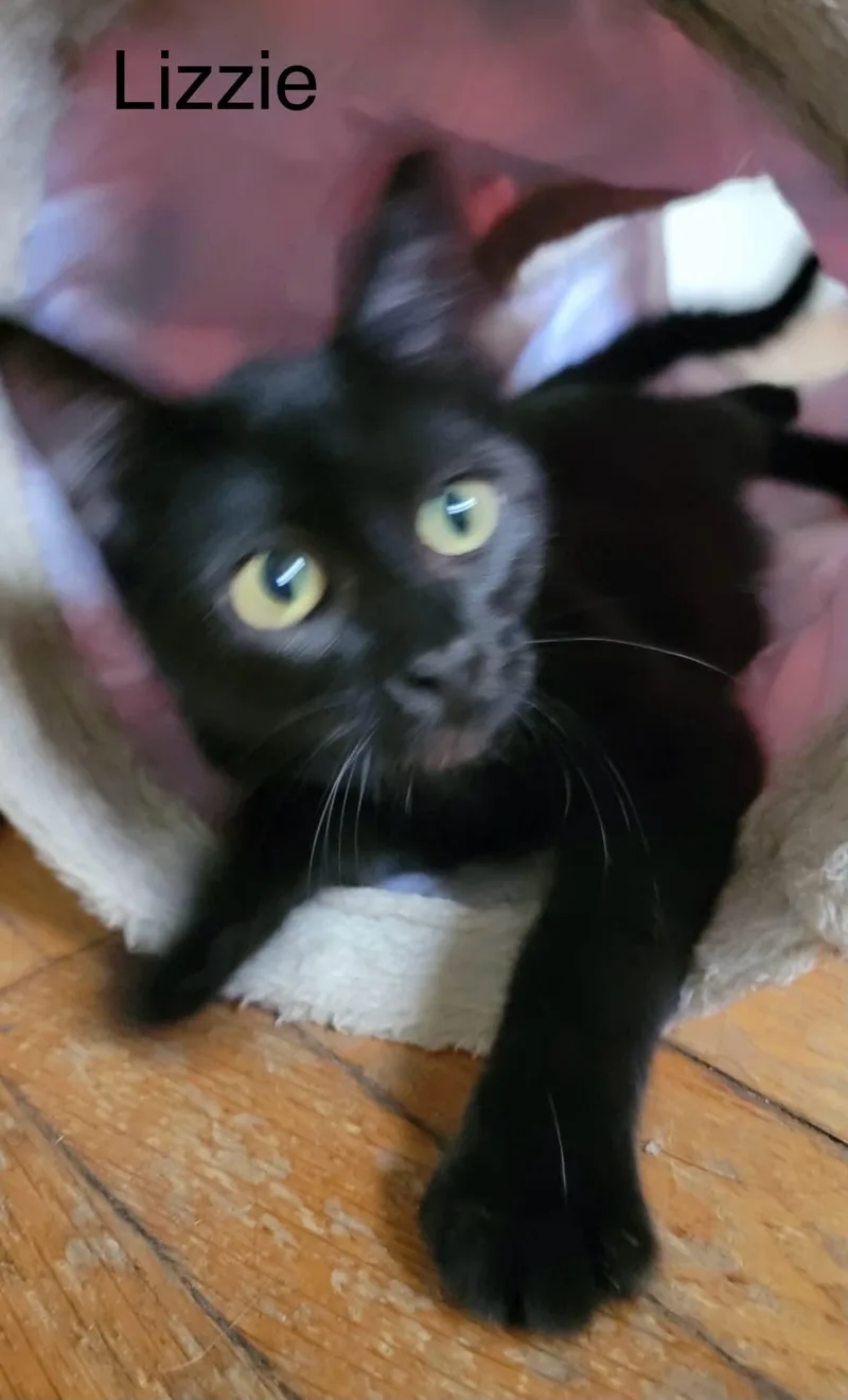 A young medium-sized female Bombay cat named Lizzie for adoption in Wyandotte, MI