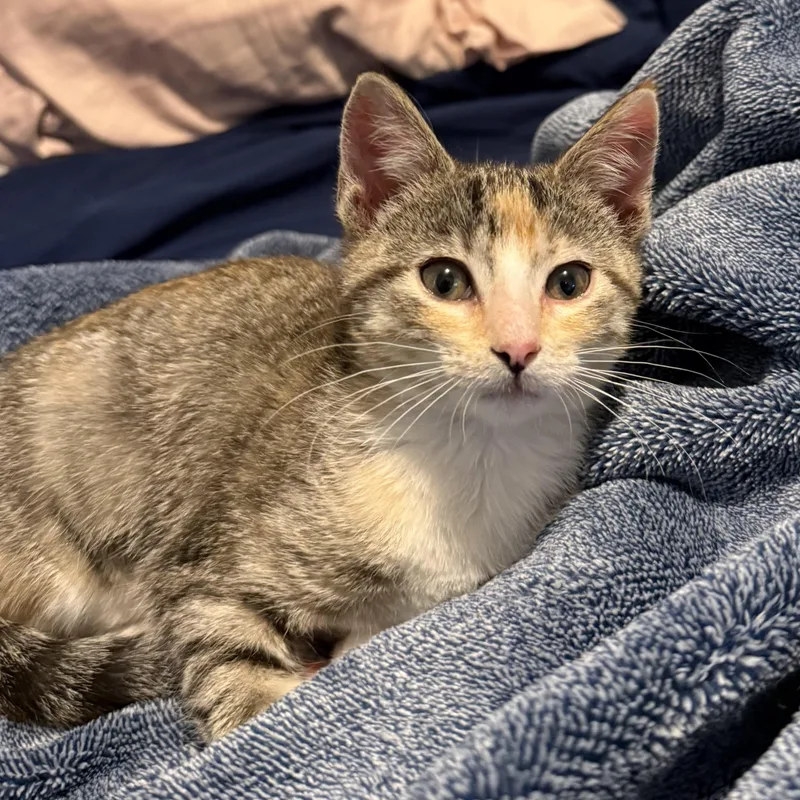 A baby medium-sized female Domestic Short Hair cat named Chai for adoption in Omaha, NE