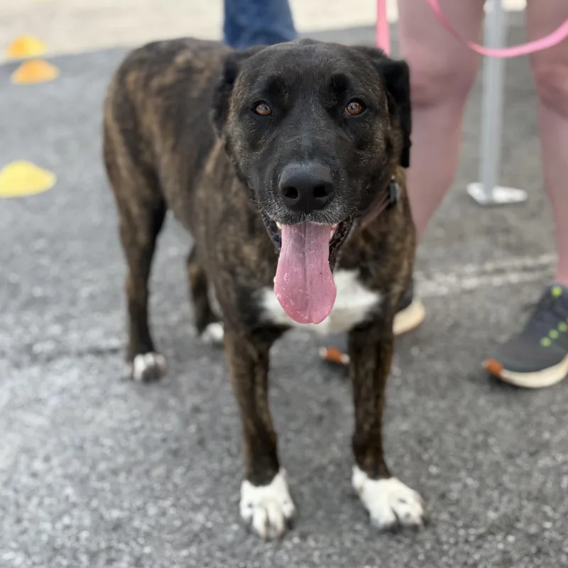 An adult large-sized female Brindle Mixed Breed dog named Chloe for adoption in Bardstown, KY