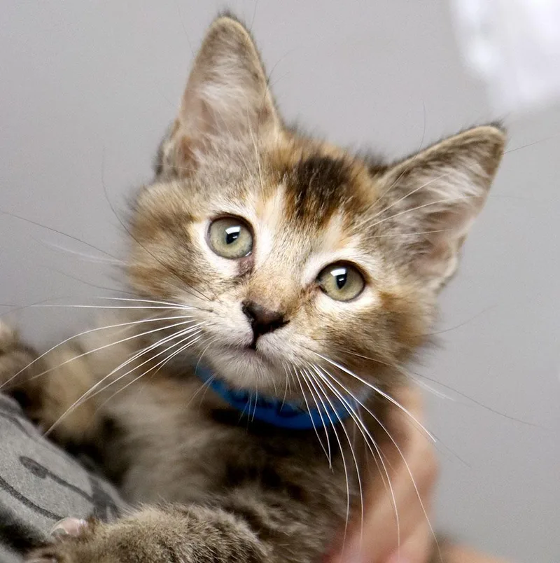 A baby medium-sized female Tabby (Brown / Chocolate) Domestic Short Hair cat named Rigley for adoption in Kansas City, KS