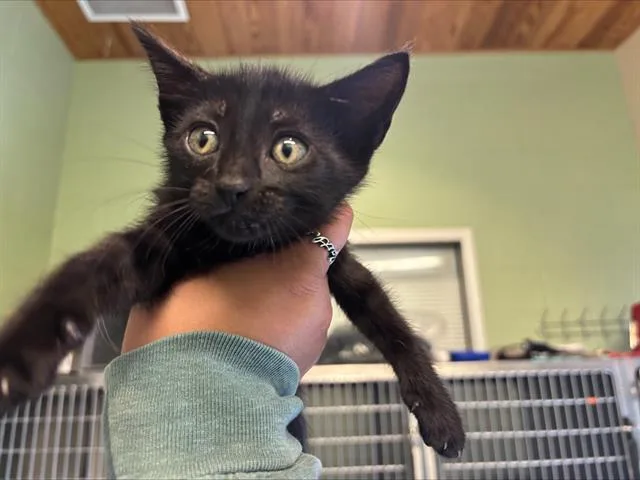 A baby small-sized female Domestic Short Hair cat named Ketchup for adoption in Grand Prairie, TX