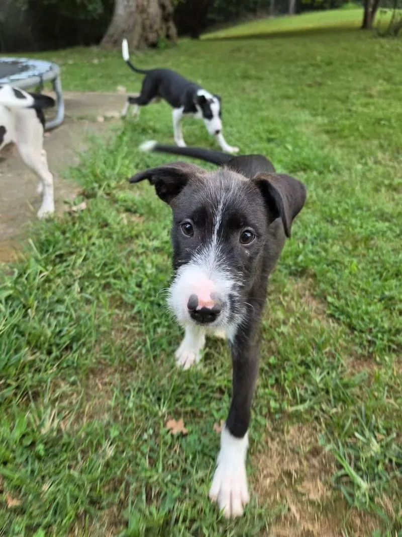 A baby large-sized female Black Poodle dog named Jet for adoption in Lexington, MO