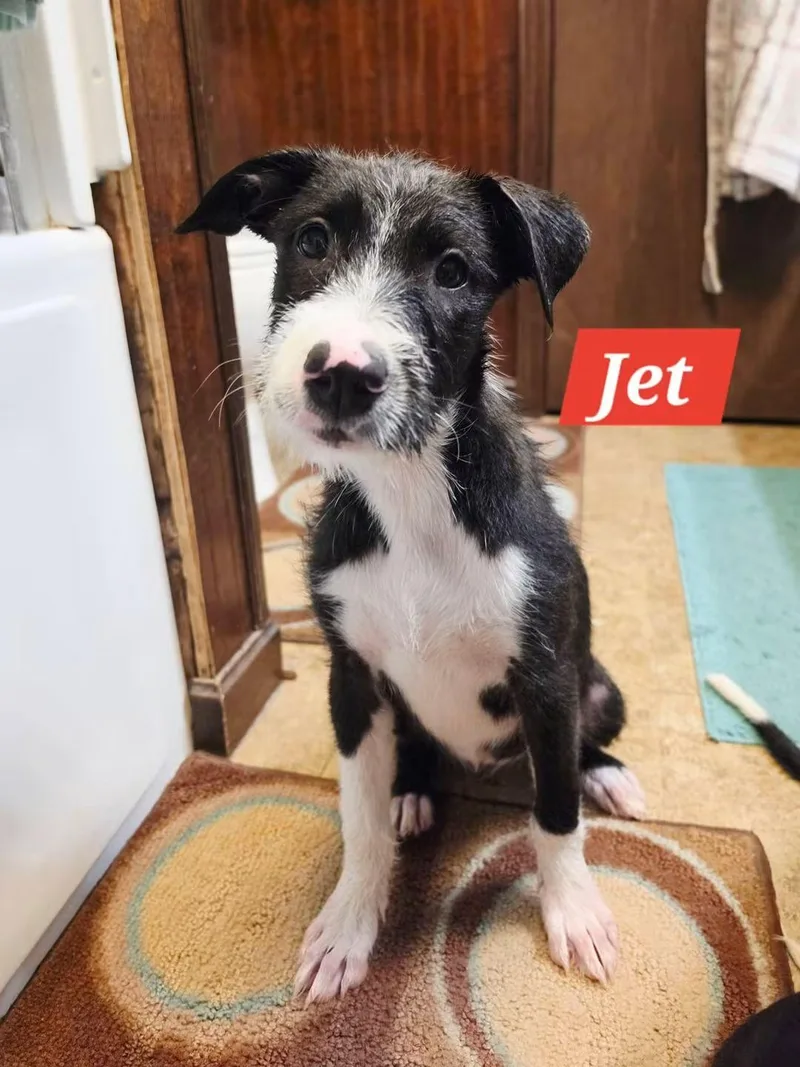 Jet thumbnail 6